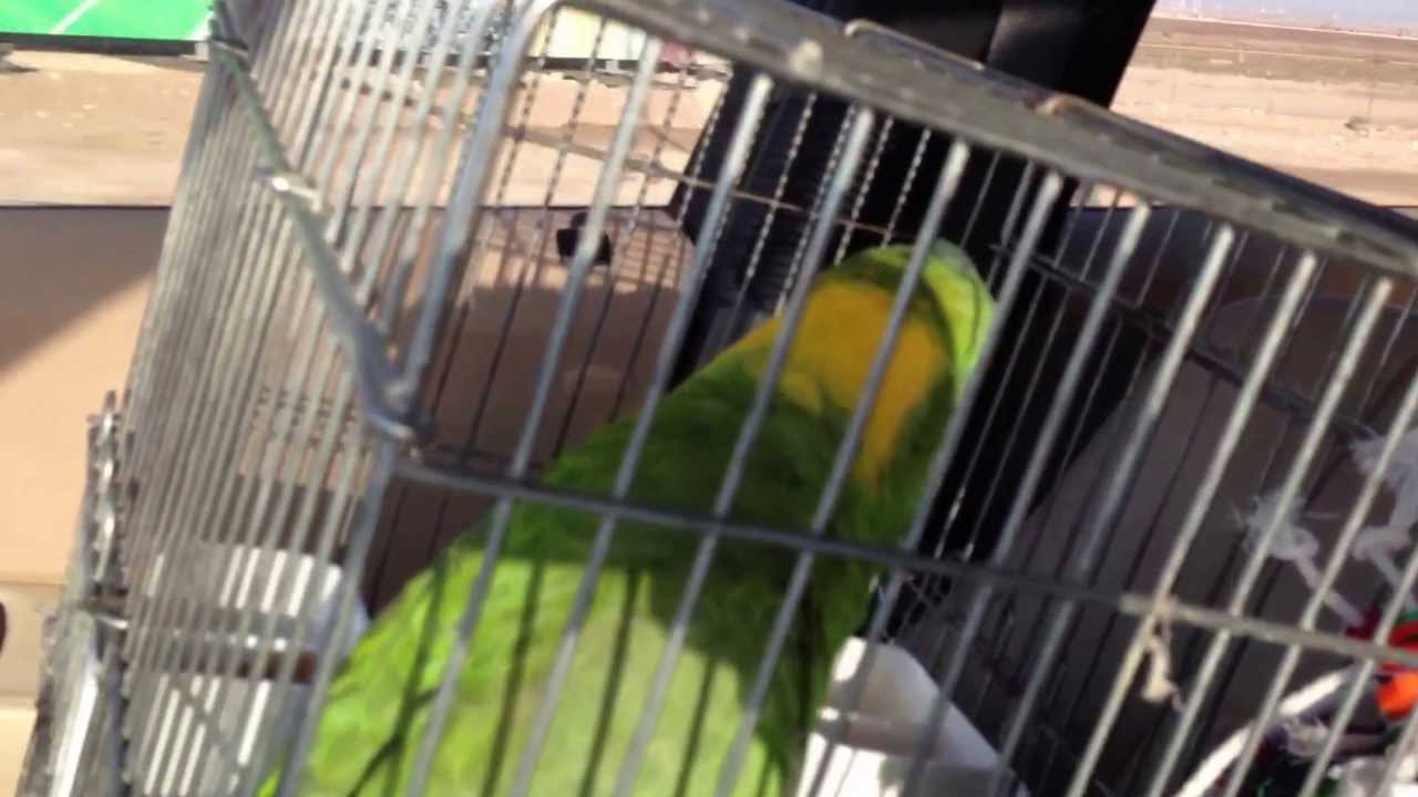 ببغائي الامازون يلوناب وهو يتكلم بالسيارة ماشاء الله