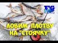 Ловим плотву мелкую, но много.  Зимняя рыбалка на "стоячку "