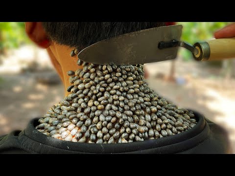 ভিডিও: বিড়ালগুলিতে জল ছাঁচ সংক্রমণ (পাইথোসিস)