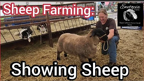 Sheep Farming: Showing Sheep/June 2, 2022