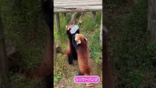 親子のじゃれあい #Shorts #レッサーパンダ