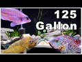 125 Gallon Aquarium Pros and Cons: Are They Worth It?