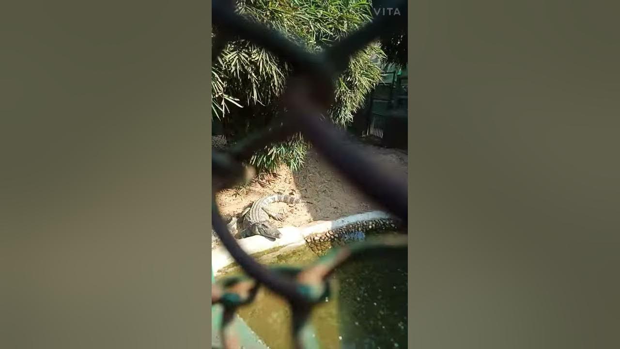 crocodile 🐊 in jail - YouTube