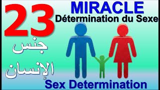 23 MIRACLE NEW : Détermination du sexe humain - Human sex determination - تحديد جنس البشر