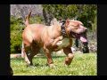 Bully xxl pitbulls big gemini kennels xl pitbulls pitbull puppies huge pitbull