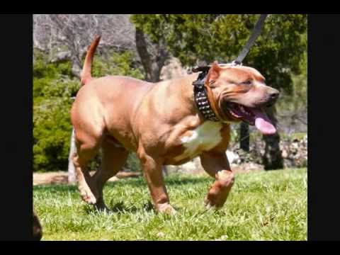 Red lion kennels steroid