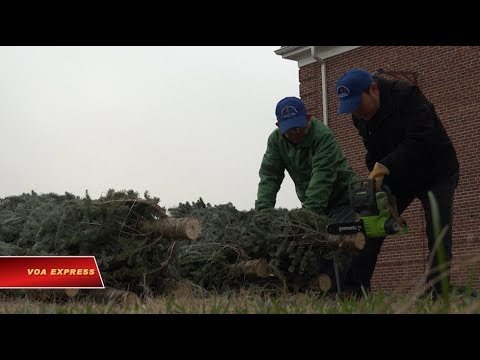 Video: Trang trại Cây thông Noel gần Washington, D.C