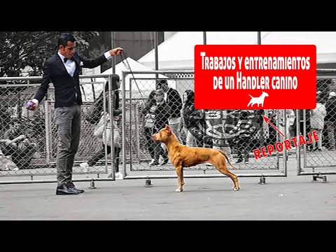 Video: Perros y entrenamiento de conformación