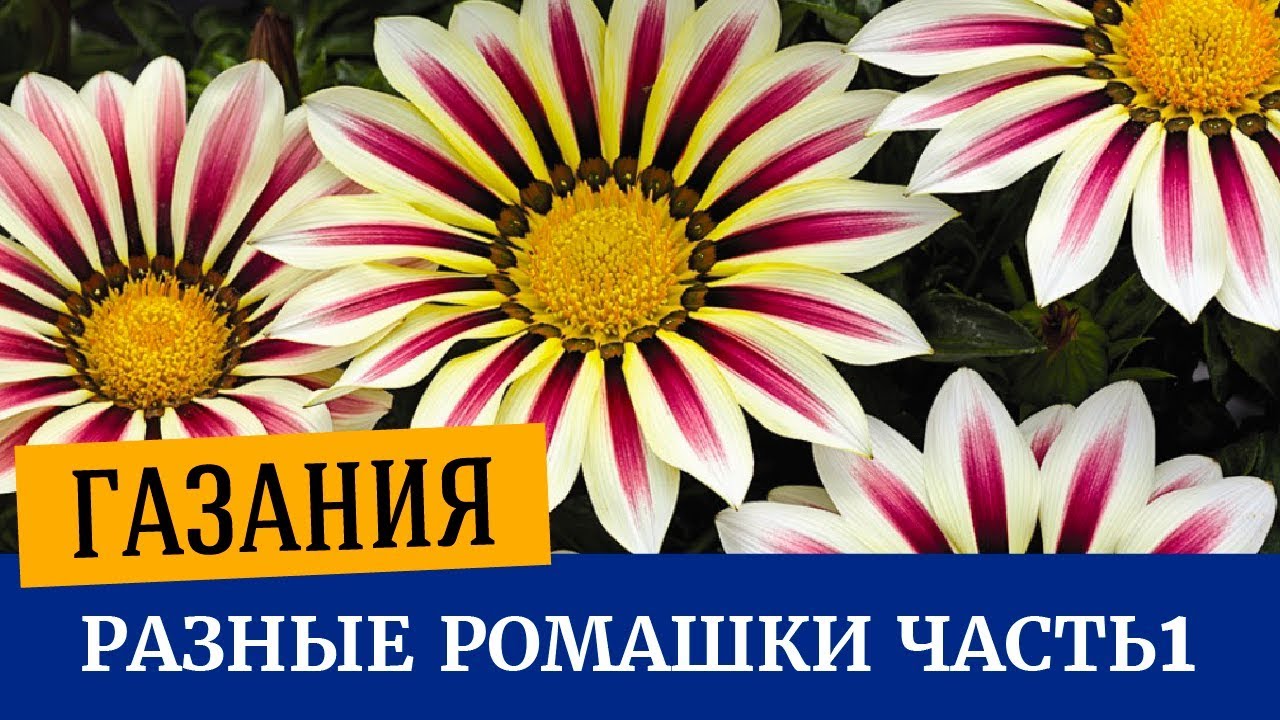 Ромашки Фото Разные Ромашки Фото Разные