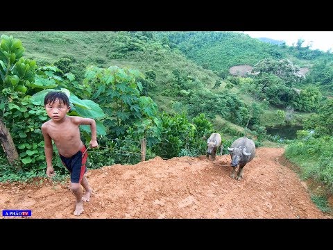 Cuộc Sống Của Gia Đình H'Mông Có 20 Người Con #1 - Cuộc Sống Người Vùng Cao