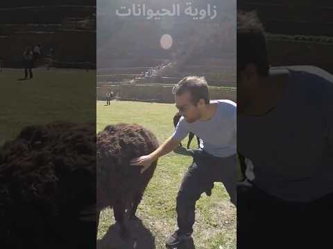 لماذا تبصق اللاما