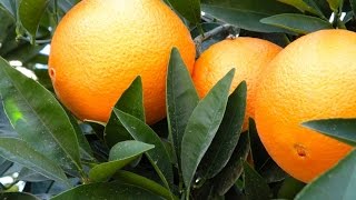 At the grape, nut & tree fruit expo in fresno, bob blakely, vice
president of california citrus mutual delivered their state industry
address, pro...