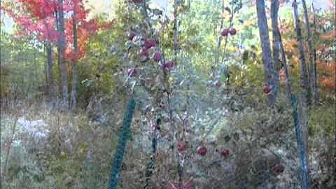 ApplePalooza!
