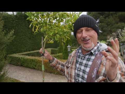 Videó: Ragaszkodj kerti céljaidhoz: hogyan tűzz ki célokat a kertben és érd el azokat