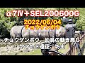 α7Ⅳ＋SEL200600G、太子町のチョウゲンボウ！