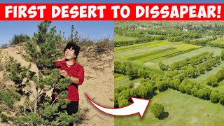How This Woman Totally Reversed Chinas Desert - From Sand Dunes To Green Forests