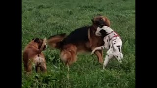 German Shepherd attack Dalmatian and Boxer