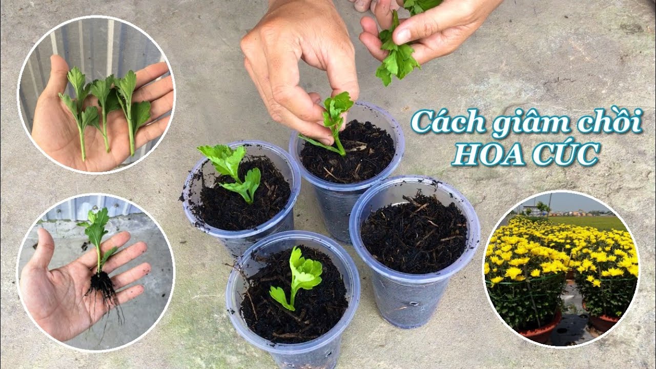 Cách Nhân Giống Hoa Cúc Bằng Giâm Cành (Giâm Chồi) Từ Chậu Cúc Trưng Tết|Trồng Hoa Cúc Tết