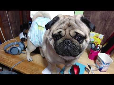 i am Pug! - YouTube