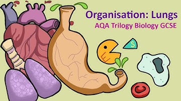 GCSE Science Biology AQA : Organisation: The Lungs