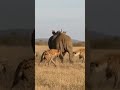 😱RHINO VS 2 HYENAS - WHO WILL WIN😱#animalshorts #rhino #hyenas #shorts #naturebattle #trendingshorts