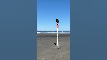 Thumbnail of Seagull Vs. Eagle