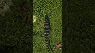 A Solo Ceras Worst Nightmare...