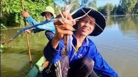 Mùa Nước Nổi 2025 – Nghề Lợp Tôm Trên Cánh Đồng Tha La, Nước Dâng Cao