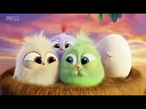 Hoạt hình thiếu nhi những chú gà con Angry Birds vui nhộn | Giày thể thao nam nữ | Foci