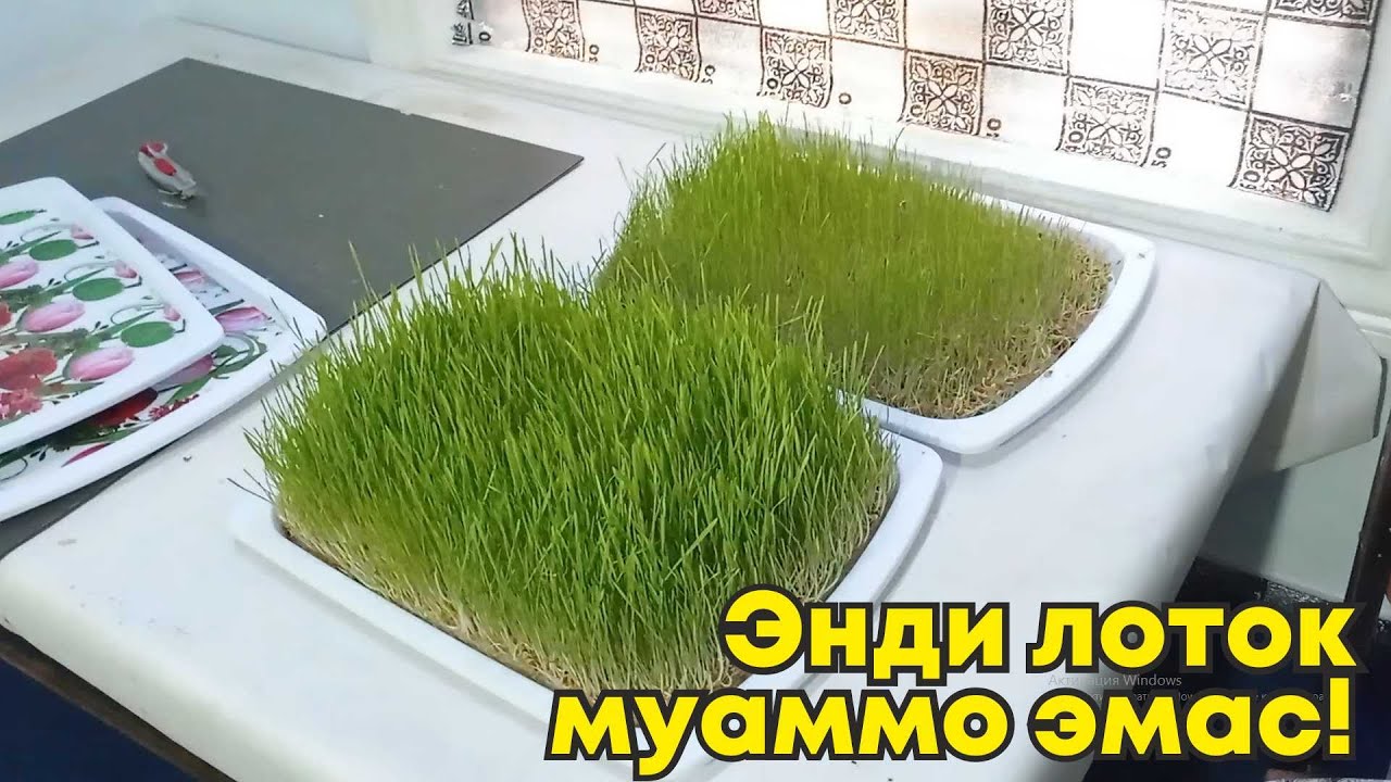 Яна лоток ҳақида маълумот!