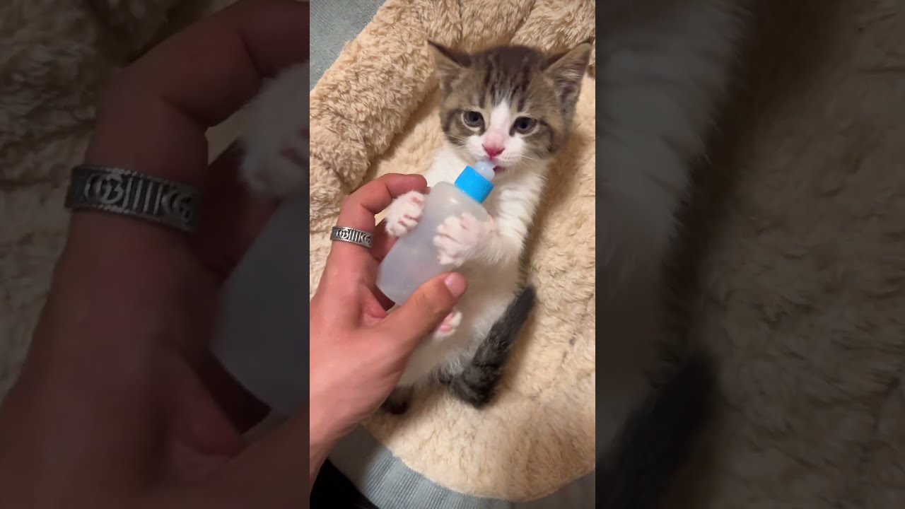 Kitten S Priceless Reaction To Losing Her Baby Bottle Watch Till The End Shorts
