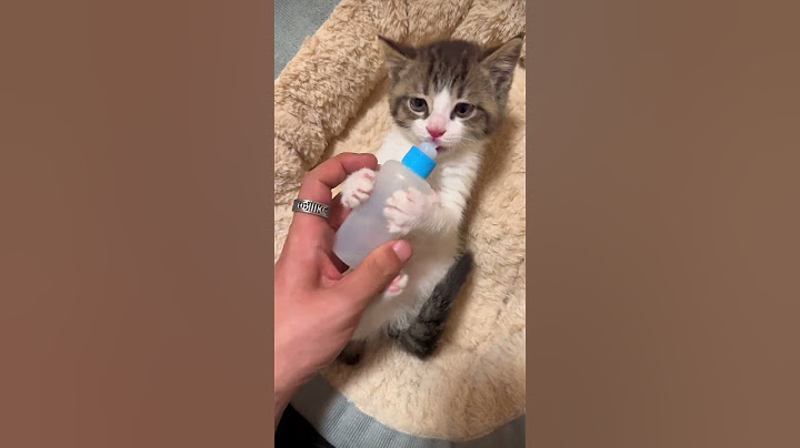 Kitten's Priceless Reaction to Losing Her Baby Bottle! (watch till the end) #shorts