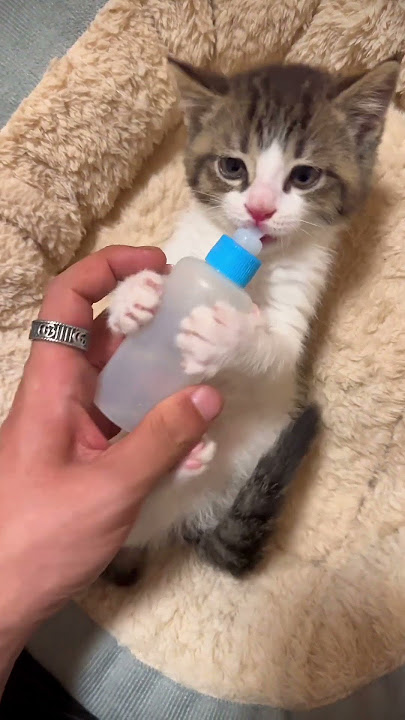Reaksi Kitten yang Tak Ternilai Saat Kehilangan Botol Susunya! (tonton sampai habis) #shorts