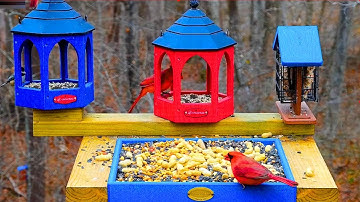🔴Bird Feeder Cam | Non-Stop Action | 👋Come Watch