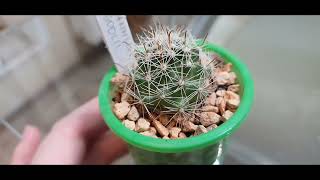 :   #cactus #kaktus # #plants #succulents