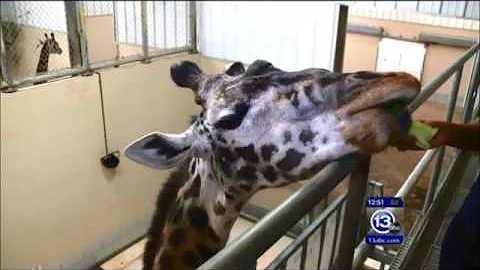 Nichole Langley - New Toledo Zoo Giraffe Feeding Experience