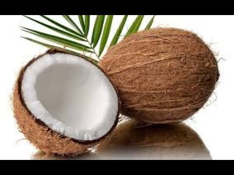 Ayurveda properties, action and medicinal uses of Narikel- coconut- Cocos nucifera