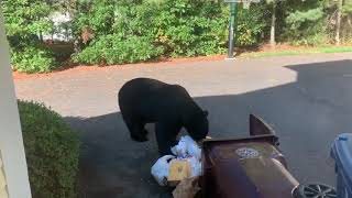 Boys Excitedly Watch Bear Digging Through Trash Outside House - 1159609