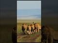 Young male lion's patrolling with their dad#lion #shorts