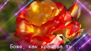 Ты красива! Ты изящна!