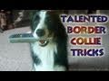 Nana the talented border collie
