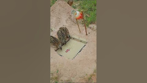 Simple Bird Trap using old stuff - quail trap #shorts #shortvideo #youtubeshorts