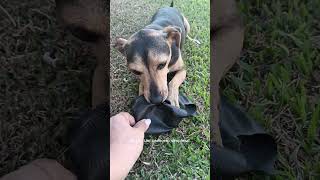 UM RELATO TRAUMATICO #billy #pets #pinscher