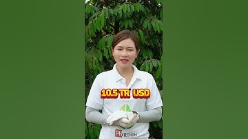 Ngành hàng rau quả gửi trọn niềm tin vào sầu riêng cho xuất khẩu cuối năm. #phvietnam #tintuc