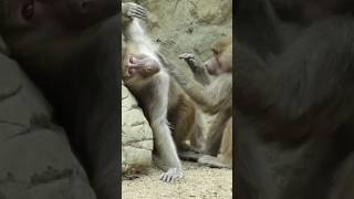 Monkeys In Spa