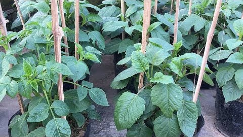 Chia sẻ kinh nghiệm trồng hoa thược dược đón tết