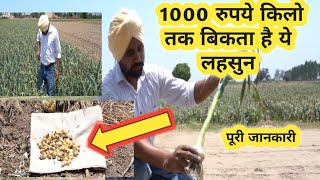 1000 रुपये किलो तक बिकता है लहसुनGarlic farming in India !Kashmiri lehsun ki kheti!Vegetable farming