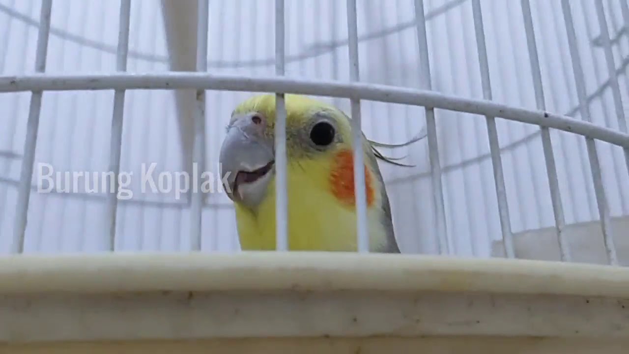 Burung Palk - Parkit Australia Bersiul Memanggil CEW3K 