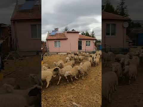 KURBANLIKLAR 2023 #kurban #sheep #livestock #short #shorts #shortvideo #shortsvideo