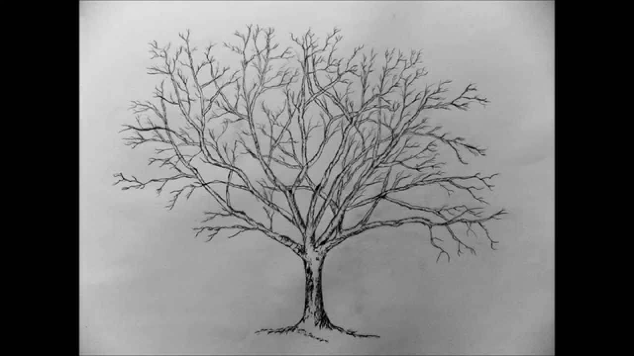 How To Draw Pencil Sketches Of Trees